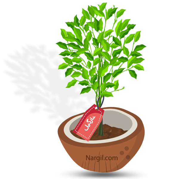  Nargil - Ficus Tree